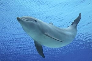 Images Dated 18th March 2012: Common Bottlenose Dolphin