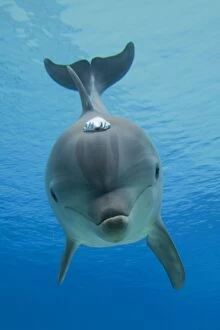 Images Dated 18th March 2012: Common Bottlenose Dolphin - with air bubble