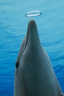 Images Dated 18th March 2012: Common Bottlenose Dolphin - with air bubble ring