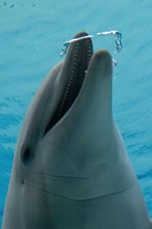 Images Dated 18th March 2012: Common Bottlenose Dolphin - with air bubble ring