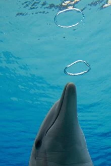 Images Dated 18th March 2012: Common Bottlenose Dolphin - with air bubble rings