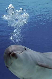 Images Dated 18th March 2012: Common Bottlenose Dolphin - with air bubbles