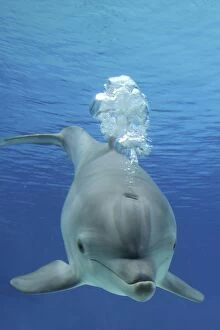 Images Dated 18th March 2012: Common Bottlenose Dolphin - with air bubbles