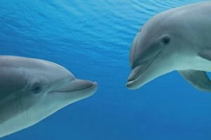 Images Dated 18th March 2012: Common Bottlenose Dolphin - two facing each other