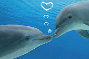 Blowing Gallery: Common Bottlenose Dolphin, two facing each other