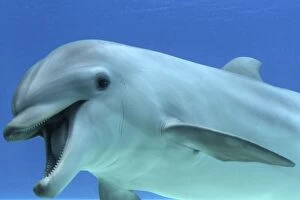 Images Dated 18th March 2012: Common Bottlenose Dolphin - with mouth open