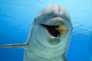 Images Dated 18th March 2012: Common Bottlenose Dolphin - playing with leaf
