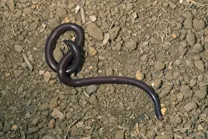 Common / Brahminy Blind Snake