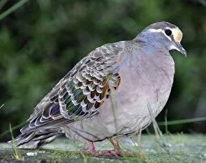 Images Dated 19th July 2012: Common Bronzewing / Dove