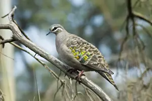 Common Bronzewing female. Common Australian endemic in diverse habitats. Caversham Wildlife Park, Perth, W. Australia