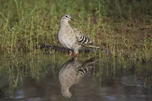 Bronzewing Prints: Common Bronzewing A female at a waterhole at Ti Tree, Northern Territory, Australia