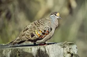 Common Bronzewing Western Australia
