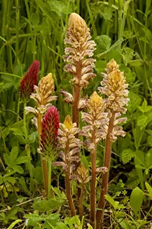 Clover Prints: Common Broomrape (Orobanche minor) with its host Crimson Clover (Trifolium incarnatum ssp incarnatum)