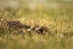 Images Dated 12th February 2012: Common / Brown Hare