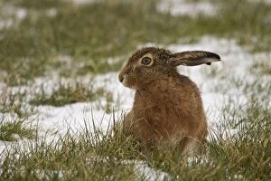 Images Dated 12th February 2012: Common / Brown Hare