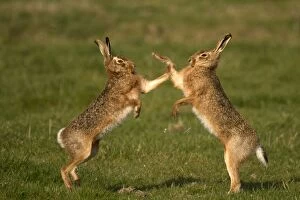 Images Dated 11th March 2012: Common / Brown Hare