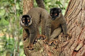 Images Dated 14th January 2008: Common Brown Lemur - Andasibe-Mantadia National Park - Madagascar