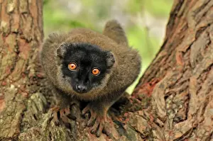 Common Brown Lemur - Andasibe-Mantadia National Park - Madagascar