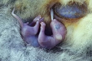 Images Dated 28th February 2007: Common Brushtail Possum - Pouch Embryo. A single young is born 17-18 days after copulation