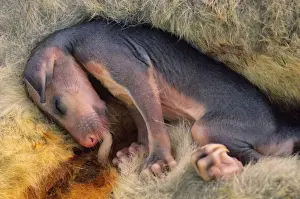 Common Brushtail Possum - Pouch Embryo. A single young is born 17-18 days after copulation and spends 4-5 months in the well developed pouch attached to one of 2 teats