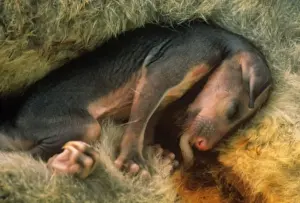 Pouch Prints: Common Brushtail Possum - young in pouch, fur beginning to grow - New Zealand