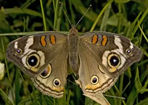 Paired Prints: Common Buckeye Butterfly