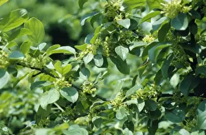 Buckthorn Prints: Common Buckthorn