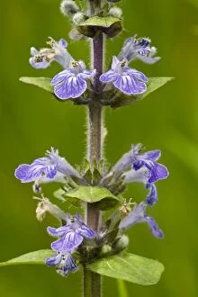 Insect Attracting Collection: Common bugle (Ajuga reptans) in flower. Common grassland and woodland plant in UK