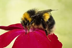 Common Bumblebee - collecting pollen on Primula flower