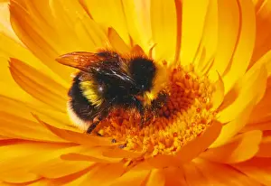 Collecting Prints: Common Bumblebee Collecting pollen, UK