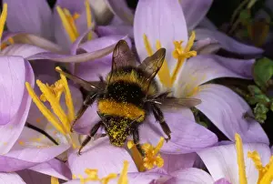 Crocus Prints: Common Bumblebee - on Crocus flower collecting pollen - UK
