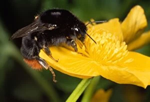 Images Dated 16th October 2012: Common Bumblebee - feeding in flower - UK