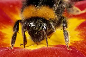 Common Bumblebee - feeding in flower - UK