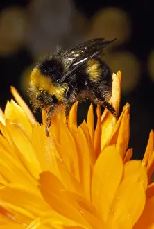 Bumblebee Prints: Common Bumblebee - UK