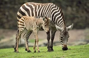 Burchelli Gallery: Common / Burchell's / Plains Zebra - female with foal