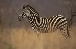 Zebras Prints: Common / Burchell's / Plains Zebra - Standing in tall grass