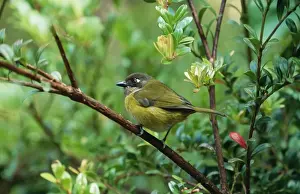 Common Bush Tanager DAD 1207 Monteverde Cloud Forest Reserve, Costa Rica. Chlorospingus opthalmicus © David Dixon / ardea. com