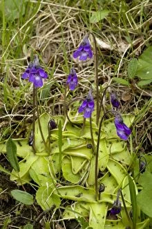 Common butterwort in flower, with insects on leaves