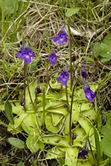 Insectivorous Prints: Common butterwort (Pinguicula vulgaris) in flower, with insects on leaves. Scotland