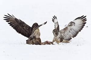 Images Dated 24th February 2013: Common Buzzard