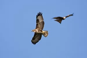 Images Dated 20th March 2009: Common Buzzard - adult in flight soaring with red kite (Milvus milvus) in background, Powys