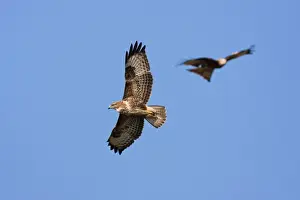Common Buzzard - adult in flight soaring with red kite (Milvus milvus) in background, Powys, Wales, UK