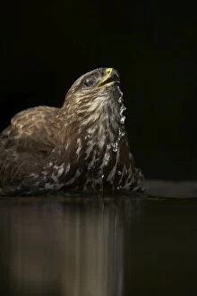 Common Buzzard - Bathing in forest pool
