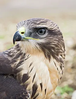 Raptors Collection: Common buzzard - close up of head Bedfordshire UK 005940