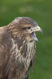 Images Dated 15th November 2009: Common Buzzard - close up of single adult calling