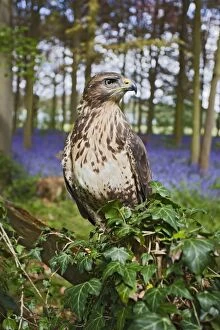 Images Dated 2nd May 2010: Common Buzzard - on fence in bluebell wood
