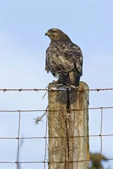 Common buzzard fence post