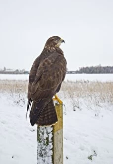 Images Dated 22nd December 2010: Common Buzzard - on fence post in snow