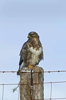 Images Dated 2nd December 2010: Common Buzzard - on fence post - West Wales 11549