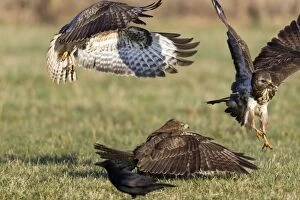 Buteo Gallery: Common Buzzard - three on field fighting over carrion